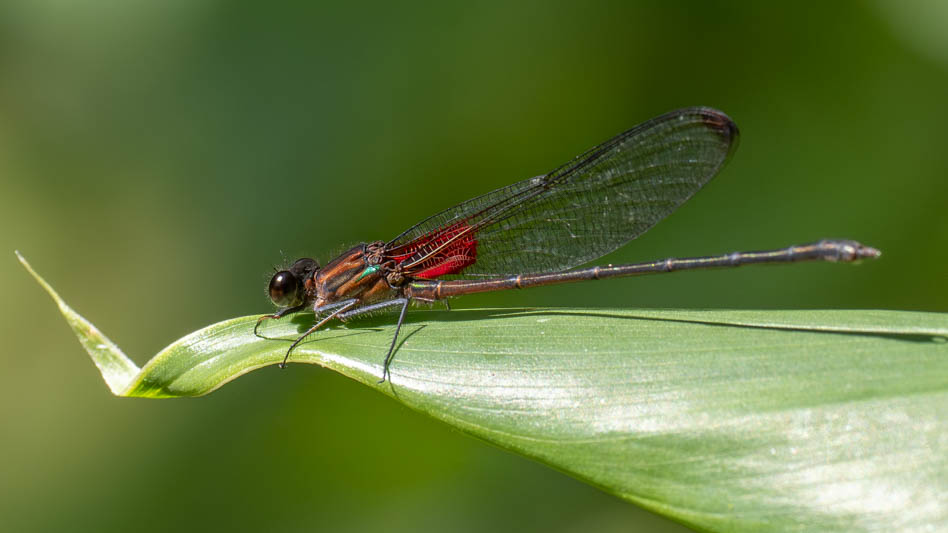 Hetaerina cruentata (Highland Rubyspot) male.jpg